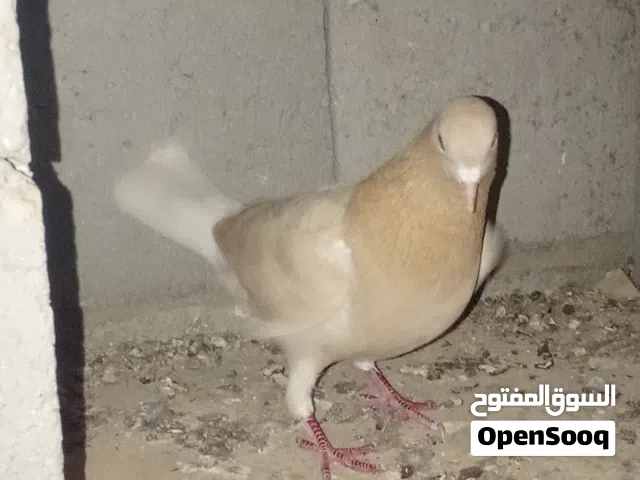 حمام لوت للبيع