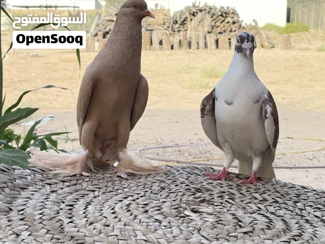 حمام زينه نفاخ مشرب