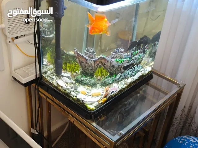 حوض سمك للبيع