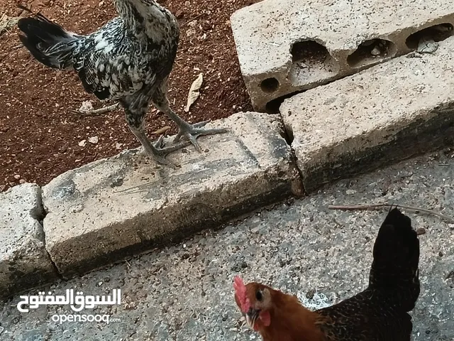 ديك وجاجتين للبيع
