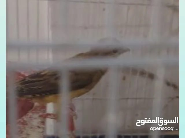 جوز عصافير للبيع