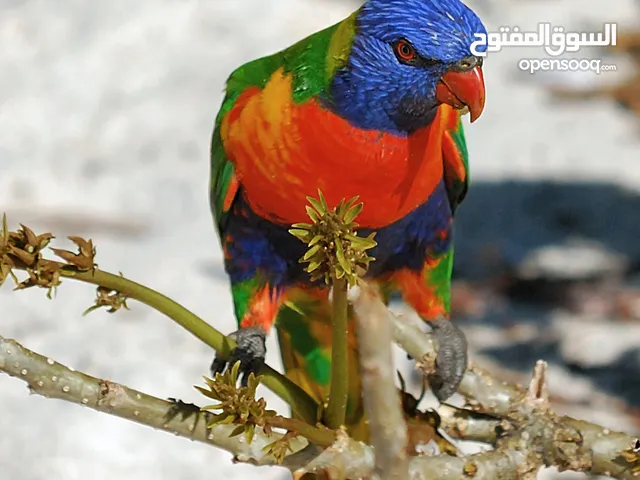 ببغاء لوري ريمبو ذكر