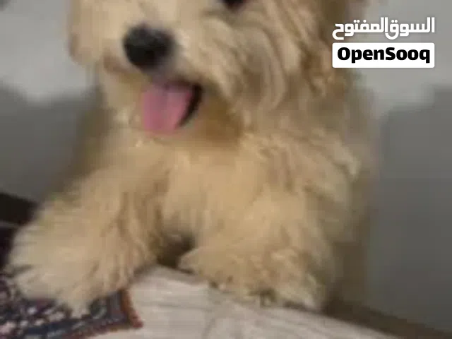 كلب زينة لعوب