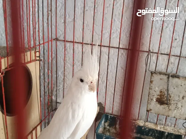 عصافير للبيع الواحد الواحد ب 1800