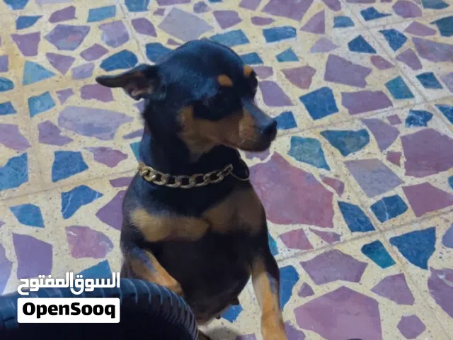 نتايه شيواوا العمر سنتين