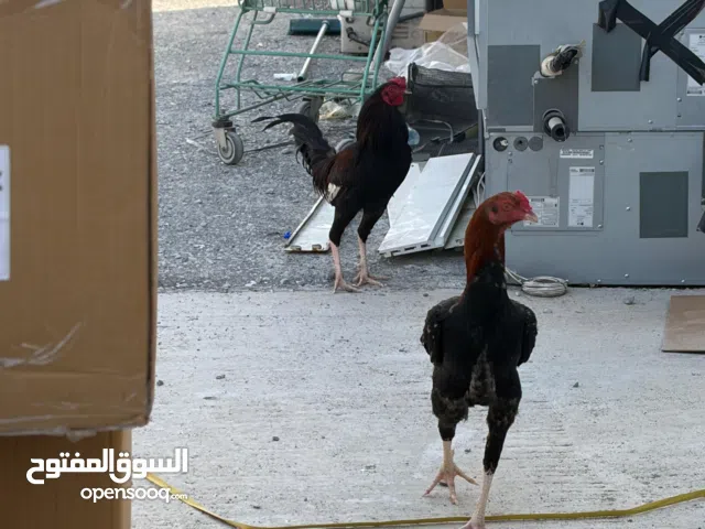 3 pcs Cook for sale original fighter