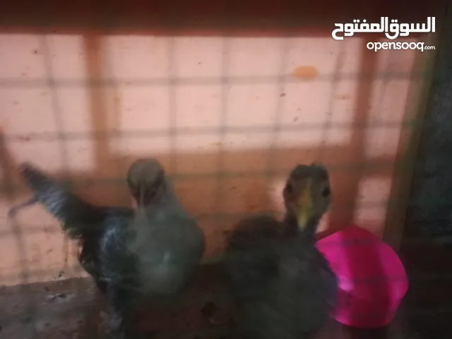 سيت دجاج اجنبي ديج واحد ودجاجتين