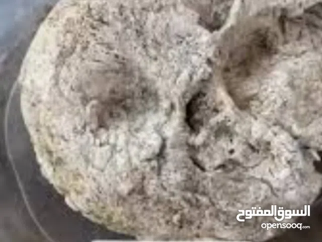 نشتري العنبر الحوت عنبر الاشهب والاسود