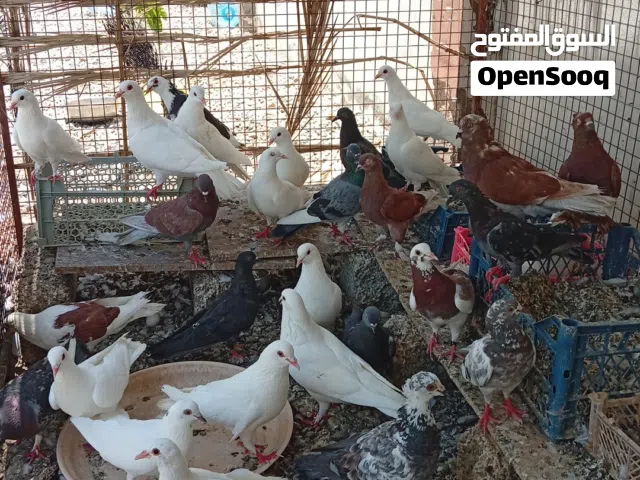حمام للبيع على ريال