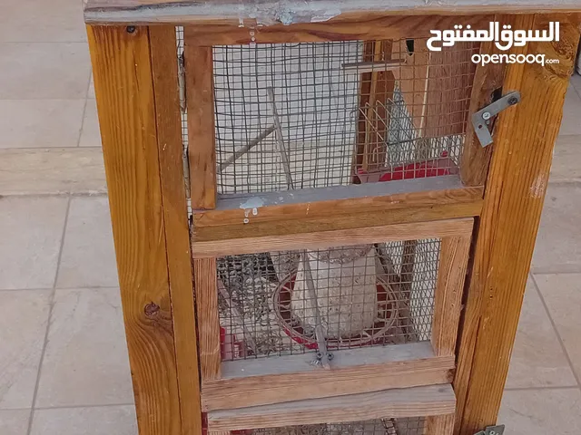سزنه للبيع55للعصافير