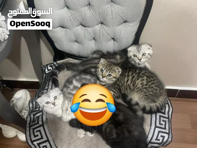 3 قطط سكوتش فولد للبيع