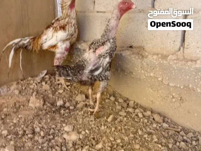 جاجه وديك هوشامو الناني