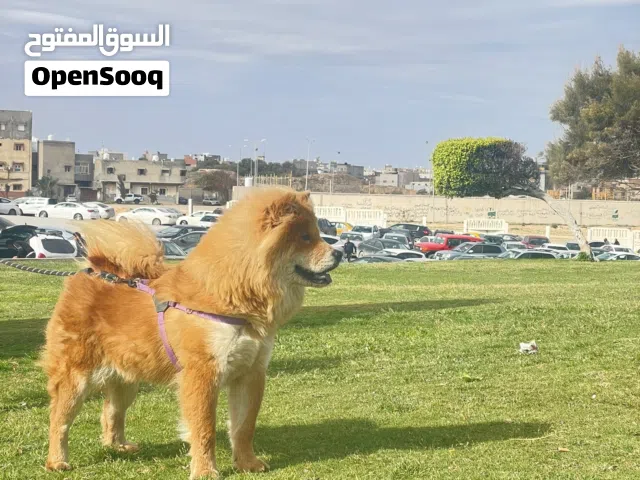 نتايه تشاو تشاو حاجه ربي يبارك