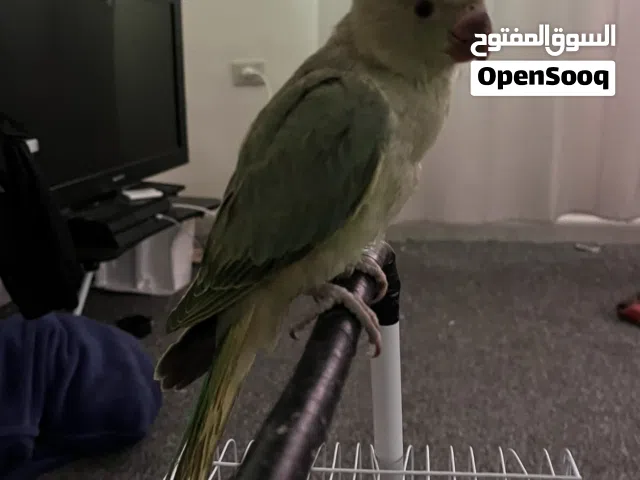 حبتين دره اليفات هدد داخلي عمر شهرين ونص