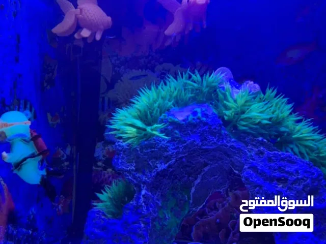 حوض سمك بكافة اكسسواراته