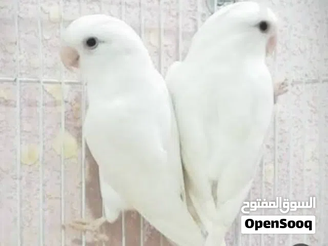 كوبيه بركدلو إنتاج محلي عين حمره لاقوة إلا بالله بي صحه جيده