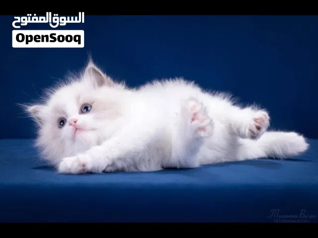مطلووب نفس الي بالصوره كتن شهر ونص لشهريين