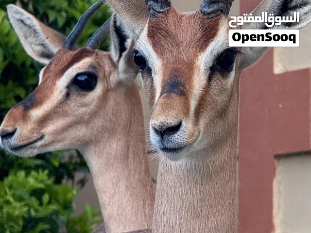 نوفر غزلان الدماني