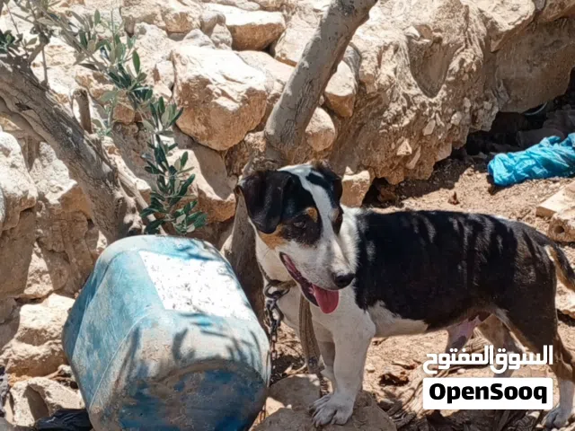 كلب جك رسل