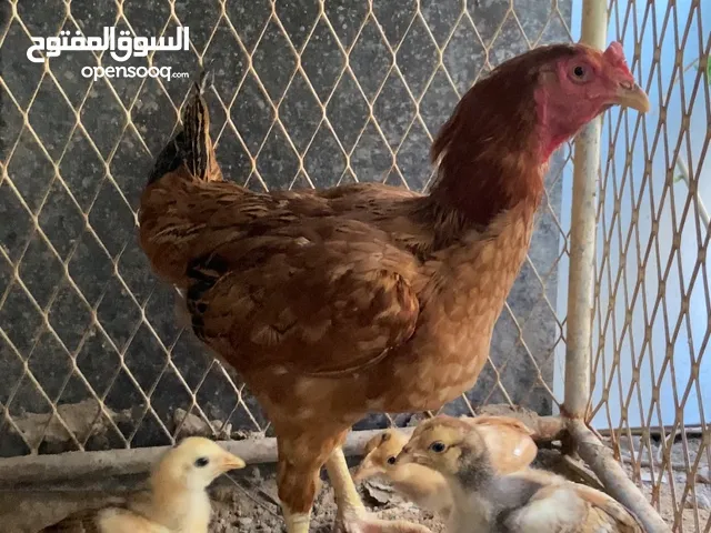 انثى باكستاني معا 4 صوص