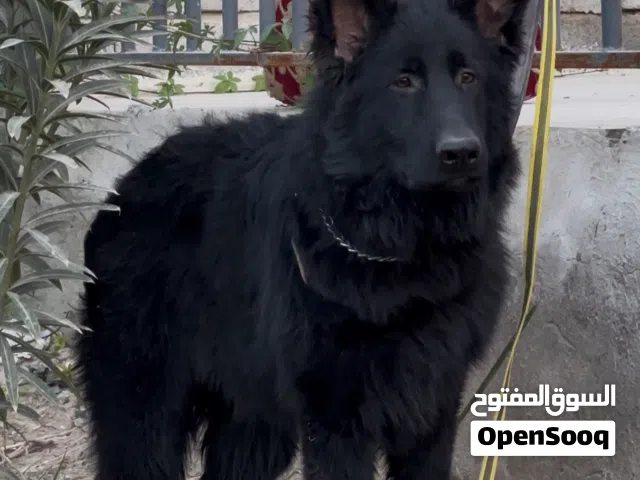 ذكر رويل بلاك