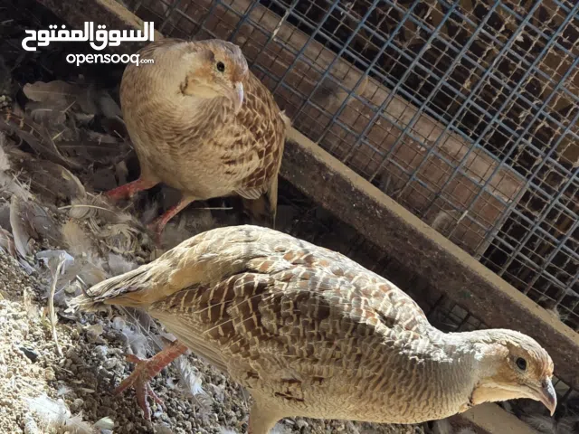 صفارد باكستانية منتجة