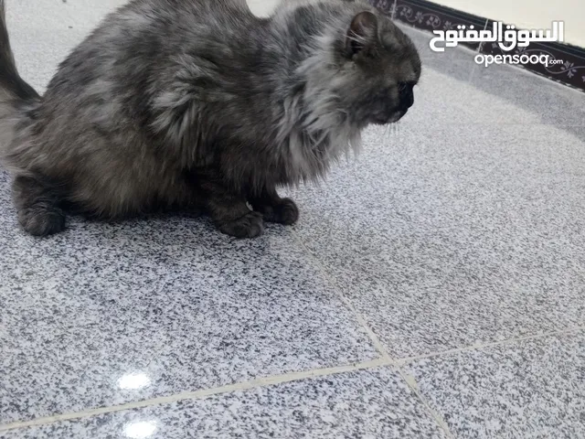بزونه شناشيلا