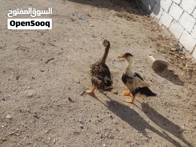 بط  للبيع صحتهن ممتازه بلديات