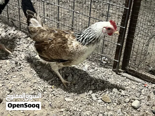 دجاجة دنداروي