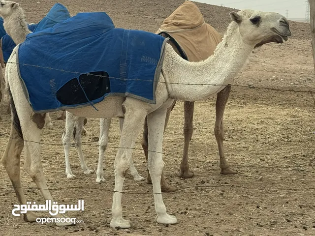 بكره وضحه باتلي