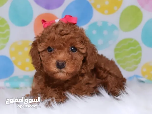 Toy Poodle