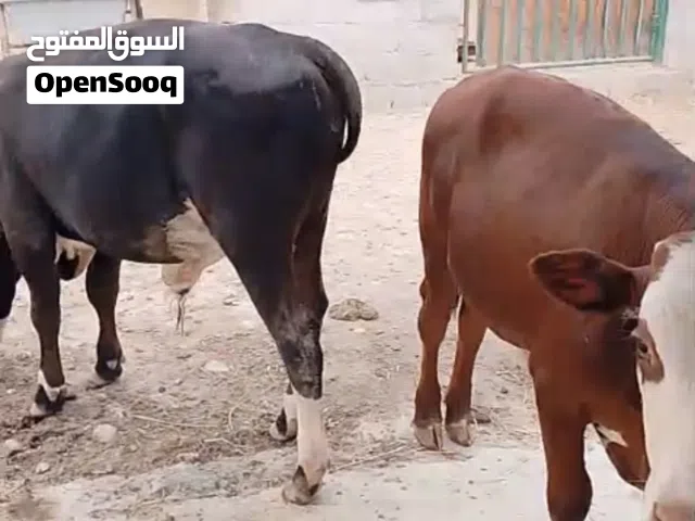 عدد 2 فعاير للبيع فقط و السعر ثابت موقع المعاينه صلاله التواصل للجادين عبر الواتساب فقط