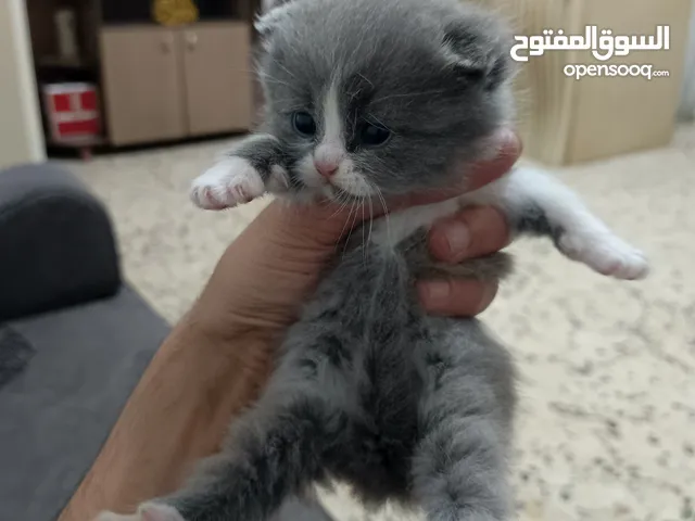 قطة انثى للبيع نوعية (ميكس) الاب سكوتش فولد ـالأم بريتيش لونها رمادي عمرها اقل من شهرين