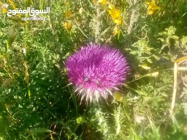 صقيري وبوم مقزم متاح تواصل واتس اب