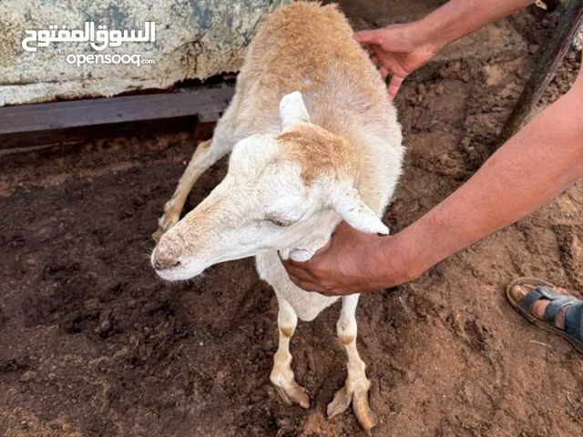 غنم صلالة بيور/ماعز صلالة بيور