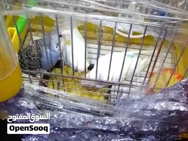 طيور حب بسعر طري جدا