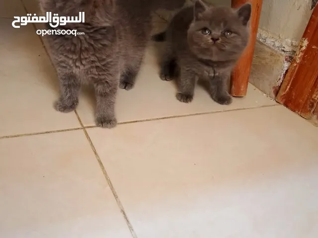 قطط برتش للبيع للبيع