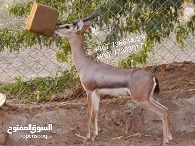 غزلان ذكور واناث ( غزال )