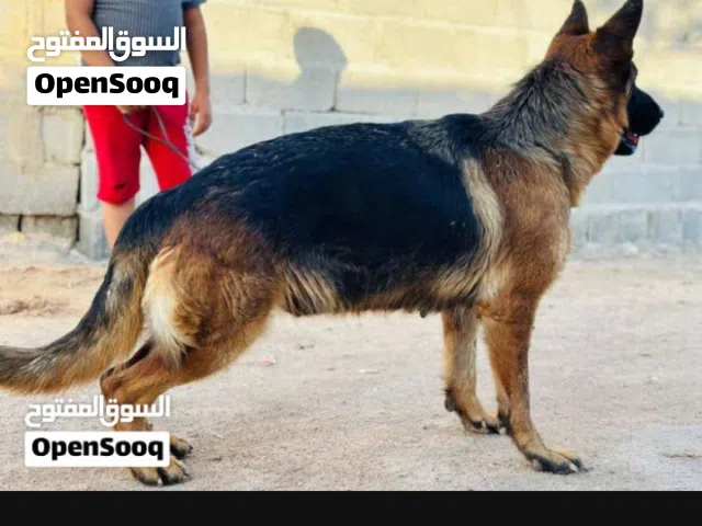 سلام عليكم مطلوب كلب لتبني