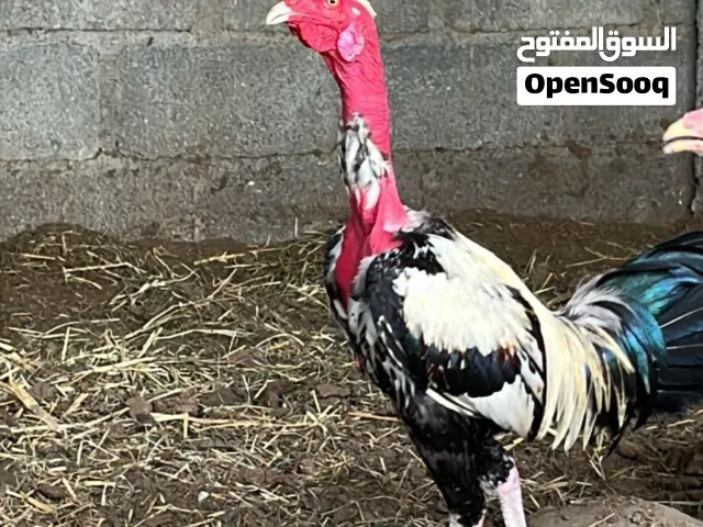 ديك فيتنامي بصحه ممتازه ب 20