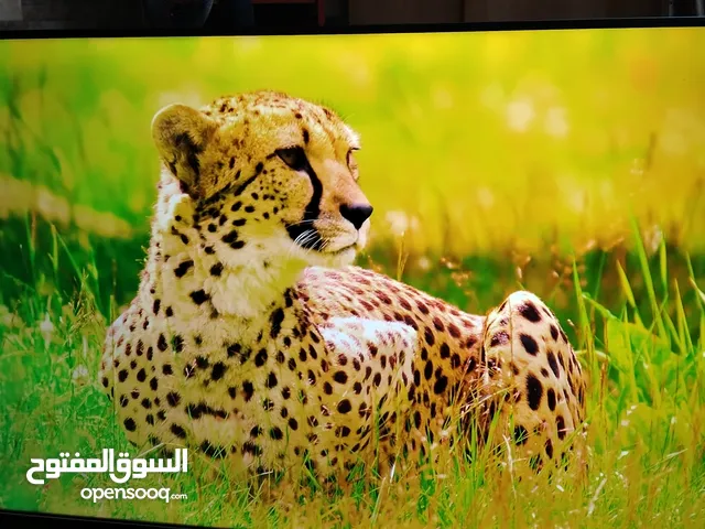 Toshiba Smart 55 Inch TV in Zarqa