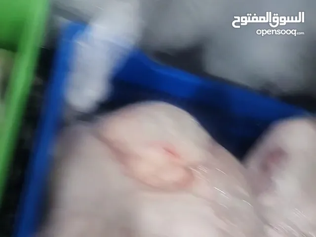 شحم غنم ليه علا الشرط نعيمي