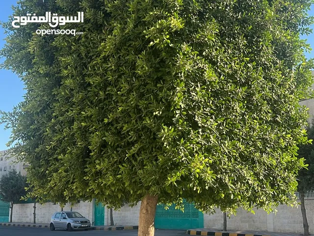شاب مصري محترم بشتغل حديقه منزل شهري ام يومي