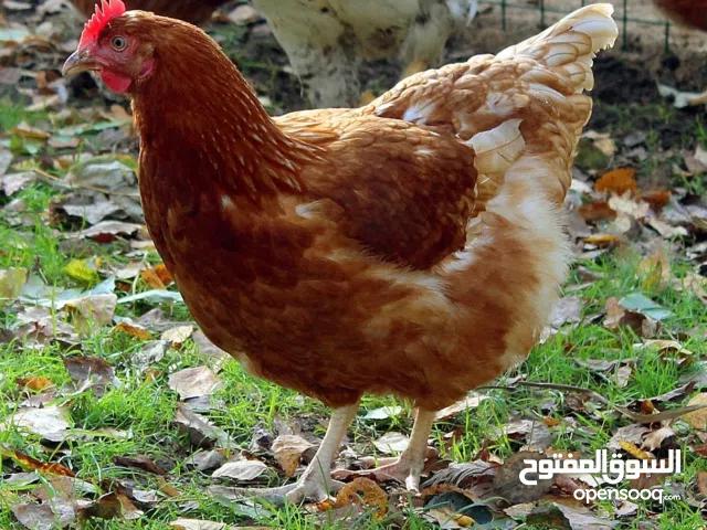 للبيع دجاج lohmann brown الالماني بياضين