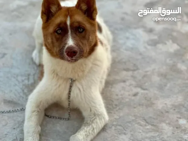 كلبه هاسكي للبيع بالكتيب