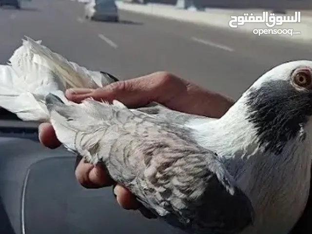 نتايه قسر بندق