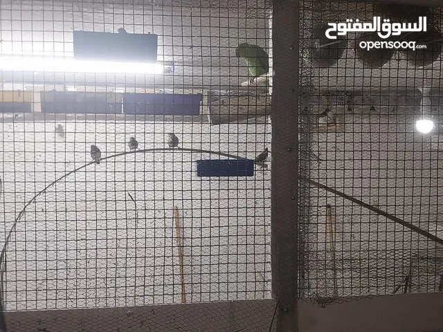 السلام عليكم موجود مطير عشرين حبه كوكتيل مشكل كلو شغال وجنه كلو شغال تحتي بيض وفراخ وجاوه تقريبا 7جو