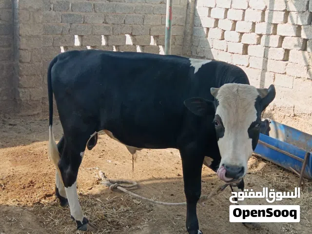 ثور حلال الدار