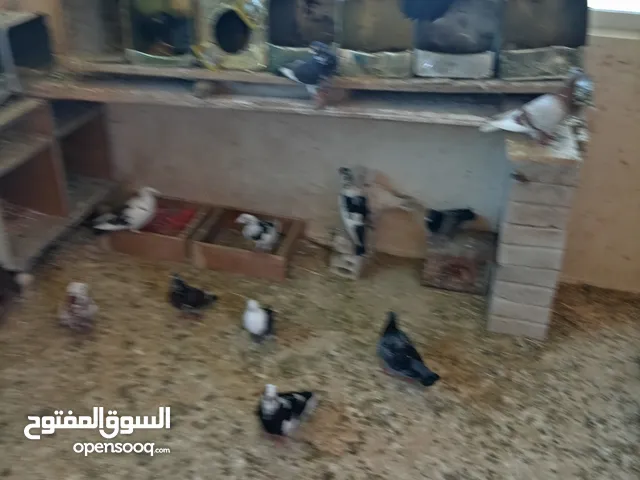 يوجد 15 جوز حمام بلدي