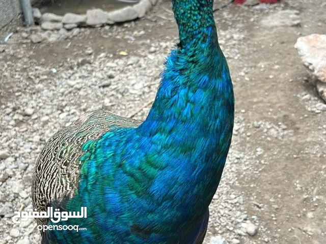 طاووس هندي للبيع منتج